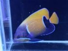 �Х껺�����ʥ��ޥ�å���������ޡ��ο�����