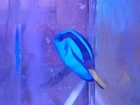 ʥ襦ϥ
