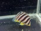 ���ߥϥ��֥꡼�ɡ����ޥ�å���3.5cm�ޡ��ò�����
