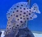 �Х껺�����饵�ϥ�������cm�ޡ�
