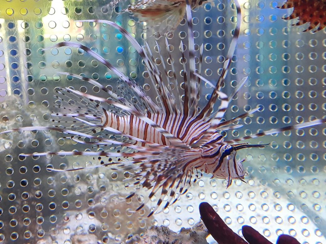 バリ産 ハナミノカサゴ 10cm± | 海水（生体）,その他海水魚