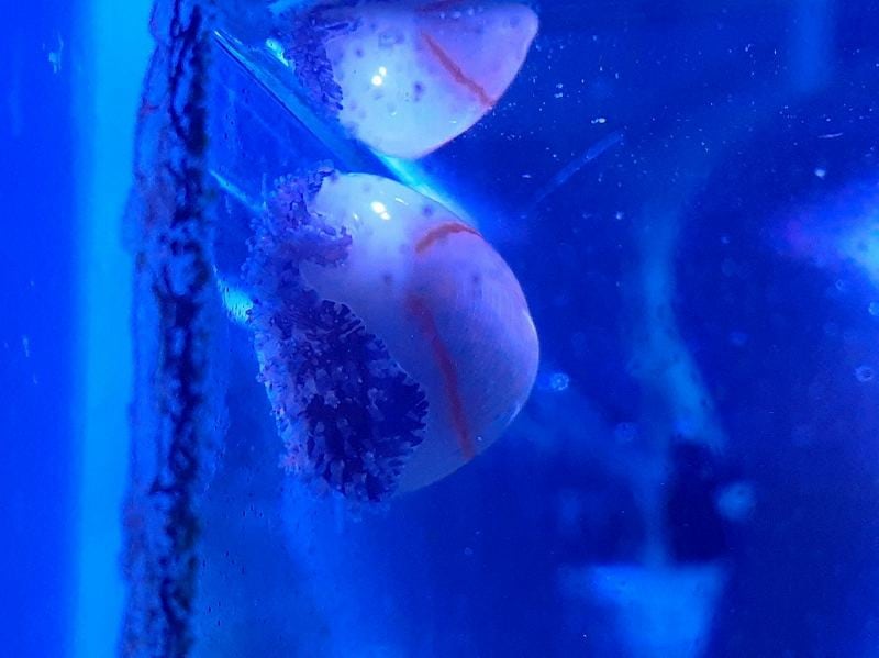 ハナビラタカラガイ 5個セット | 海水（生体）,甲殻類/貝他