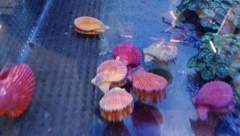 国内産 ヒオウギガイ 5cm± | 海水（生体）,甲殻類/貝他