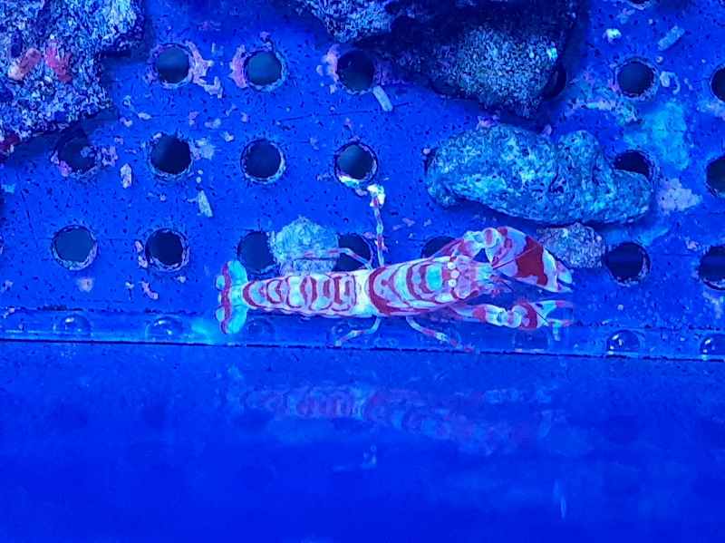 ニシキテッポウエビ | 海水（生体）,甲殻類/貝他 | エキゾチック