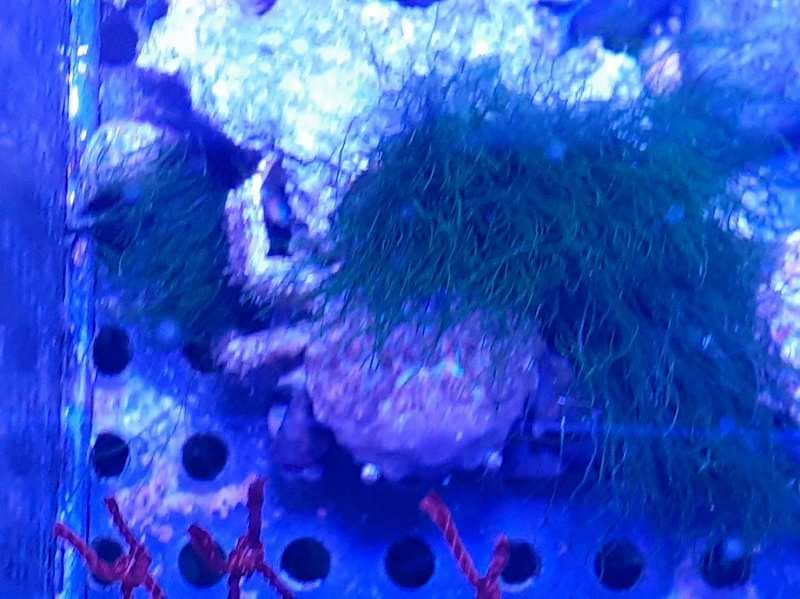 10匹 エメラルドグリーンクラブ 1から2CM SM/MSサイズ コケ取り 
