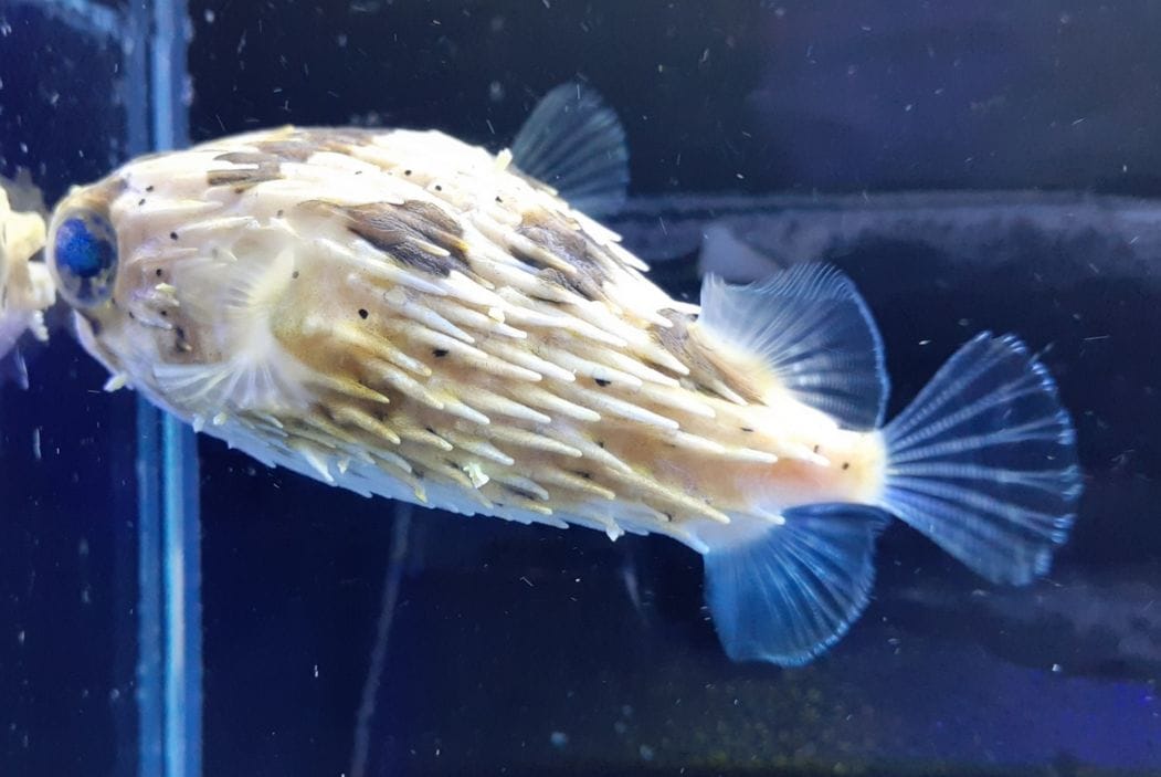 海水魚　ハリセンボン　生体　約15-18㎝ ハリセンボン - 海水魚・小型水槽・人工ライブロック通販｜サーチ