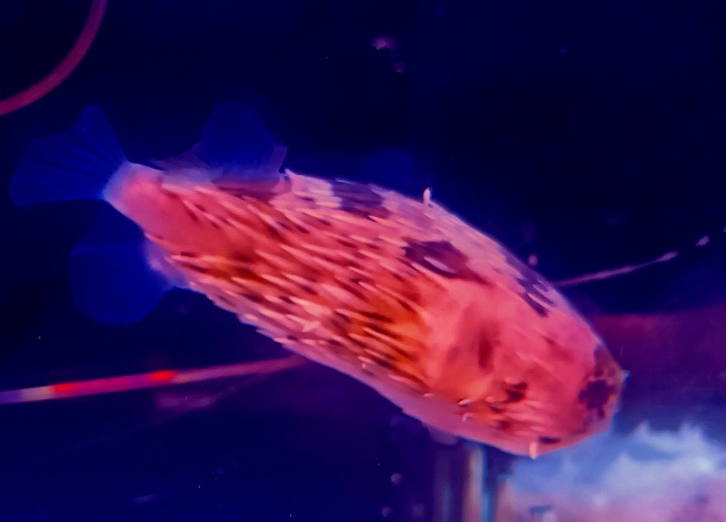 ハリセンボン 7cm± | 海水（生体）,その他海水魚 | エキゾチック