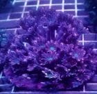 �֥꡼�ɡ��ĥĥ��ߥĥ���𡡥���󥸥��å���M������