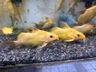 ���Υɥ�ƥ�����������ǥ�ѥ������10��15cm