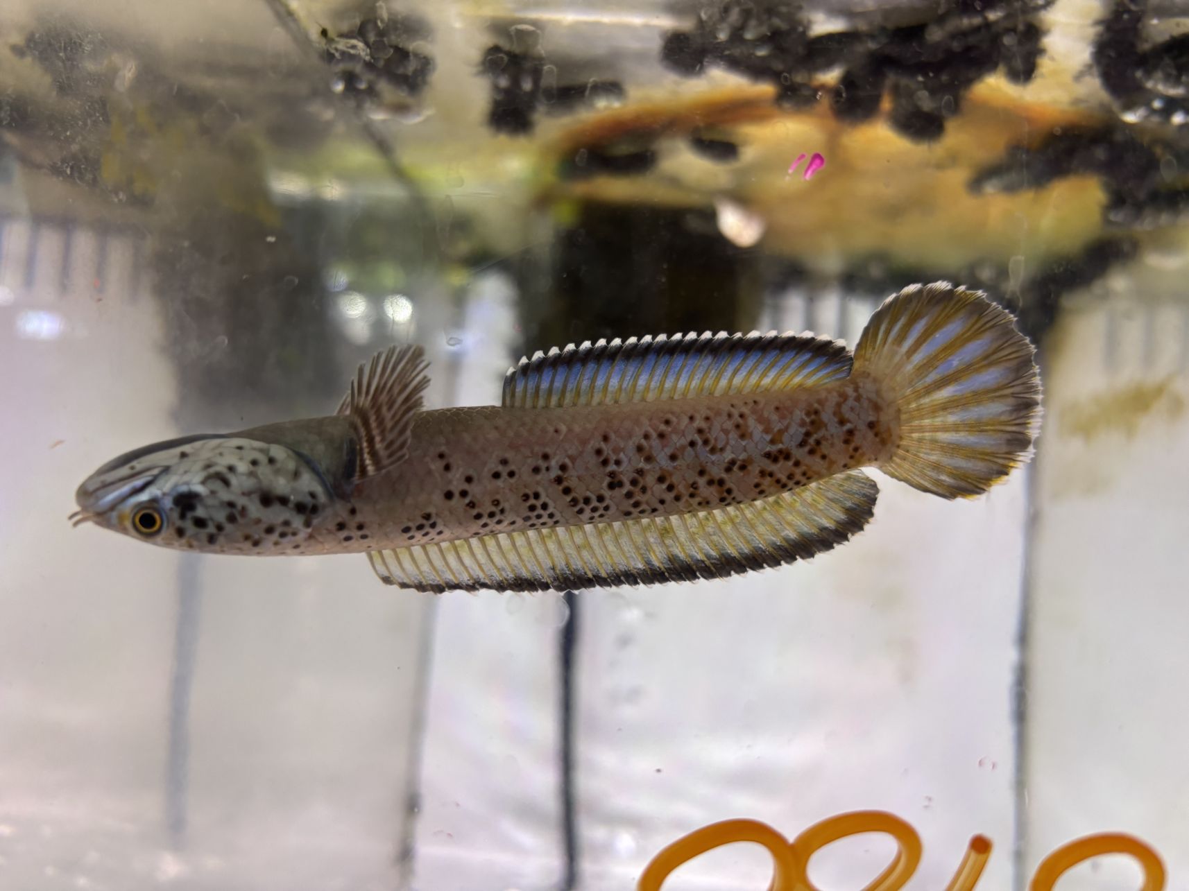 チャンナ パルダリス 13㎝± | 淡水（生体）,スネークヘッド