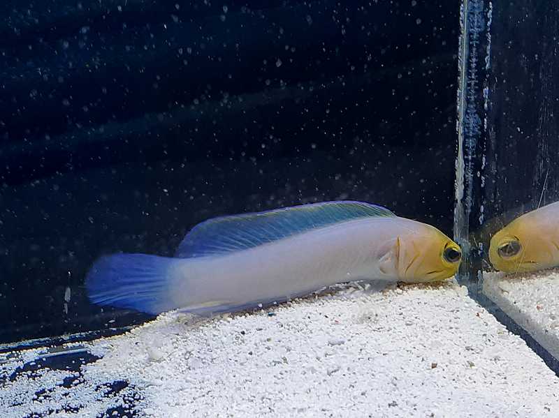 パーリージョーフィッシュ 6cm± 超特価!! | 海水（生体）,小型魚