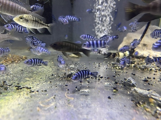 Ps.デマーソニー 6～7㎝ | 淡水（生体）,アフリカンシクリッド