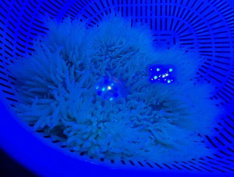 セブ産 シライトイソギンチャク 20㎝± | 海水（生体
