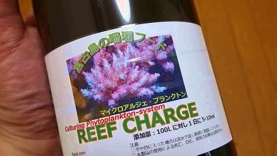 REEF CHARGEܱ񤤿ʪץ󥯥ȥաɡ