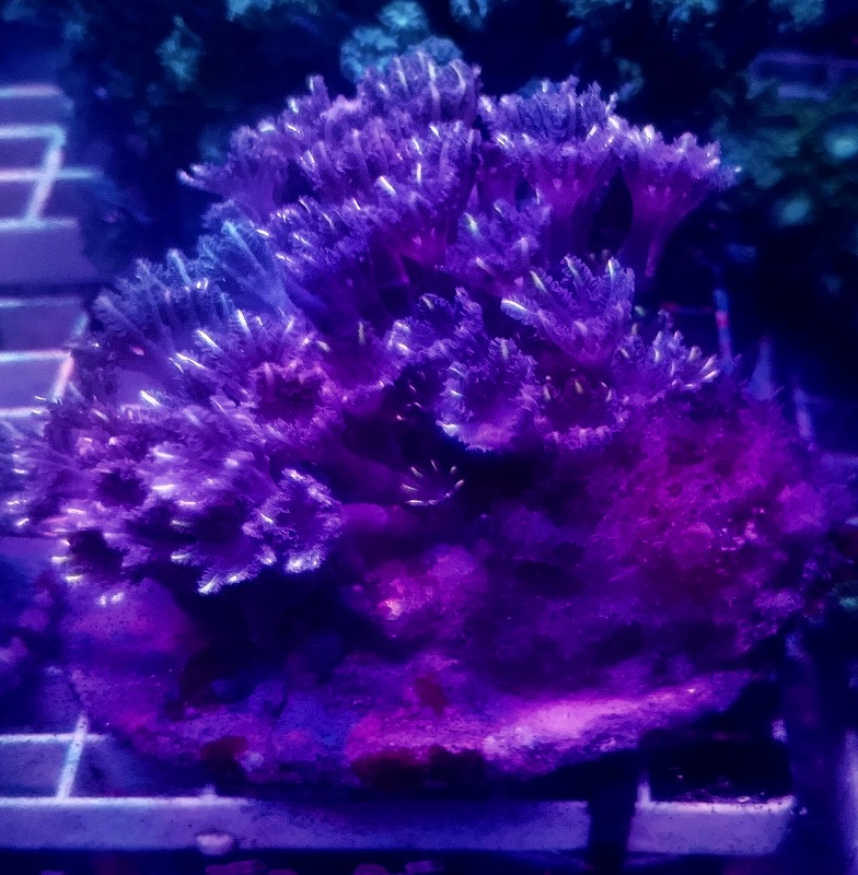 �֥꡼�ɡ��ĥĥ��ߥĥ���𡡥�����ɥ��å���M������