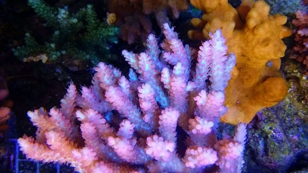 ٤äԤ󻹸ꡡ쥢᥿뭶100硡