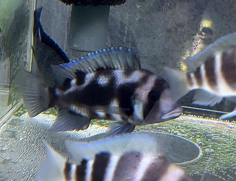 フロントーサ　ブラックウィドー　体長20㎝ フロントーサ ブラックウィドー 体長20㎝