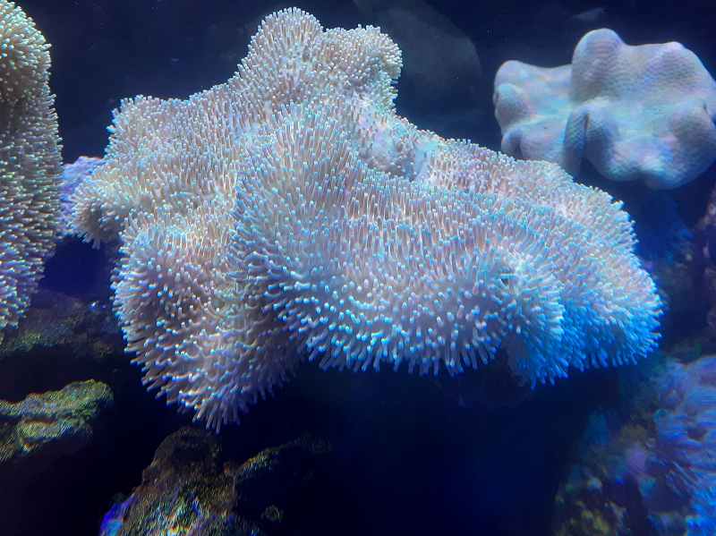 沖縄産オオウミキノコ（ロングポリプ？）薄グリーン XLサイズ | 海水