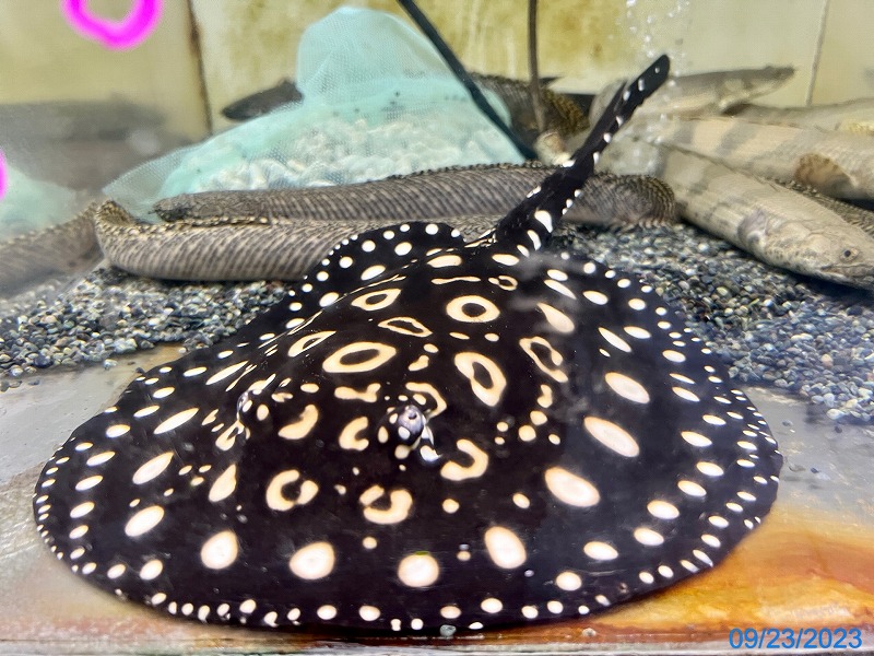 ♂【品川*品川】国産ダイヤモンドポルカドットスティングレー 20cm