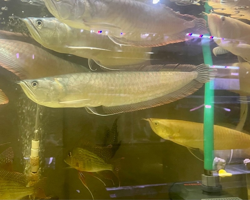 シルバーアロワナ45cm