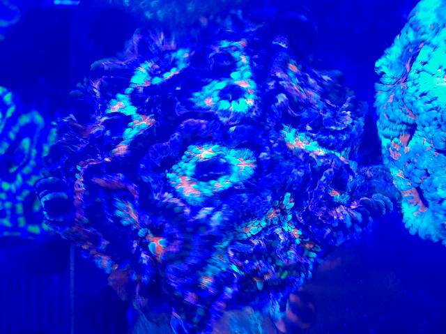 OG���������륽�ˡ���E�˥��ڥ���륫�顼��ML������