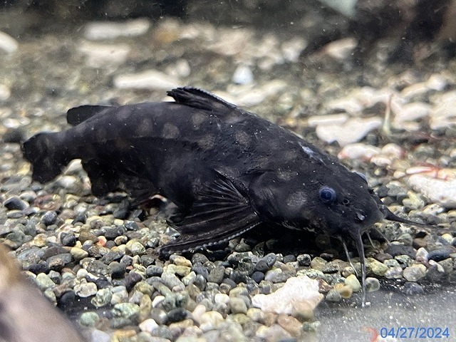 キアラシザー どぎつかっ