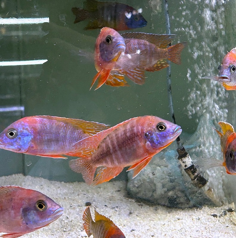 激レア　レッド ピーコック バス 剥製　55cm レッドピーコックシクリッド(8cm±) - m8堂