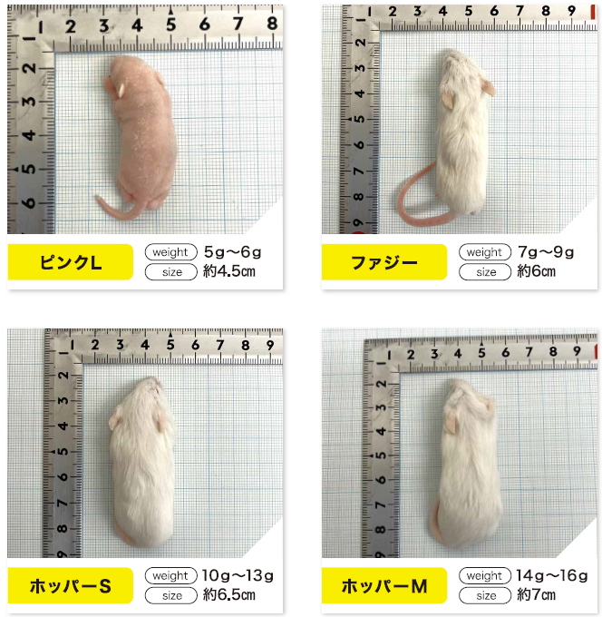 �ץ�ߥ�������ޥ���