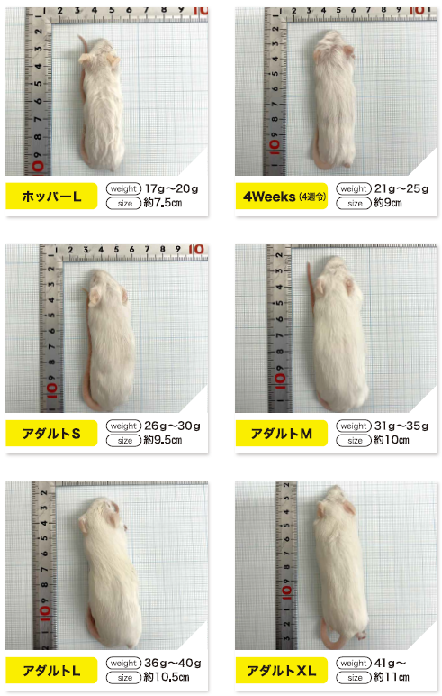 �ץ�ߥ�������ޥ���