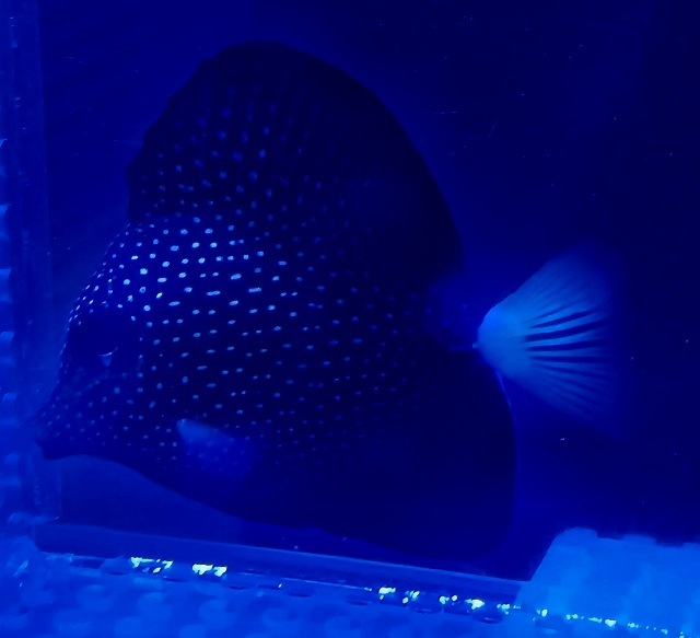 マダガスカル産 ジェムタン 6cm± 超特価！！ | 海水（生体）,ヤッコ 