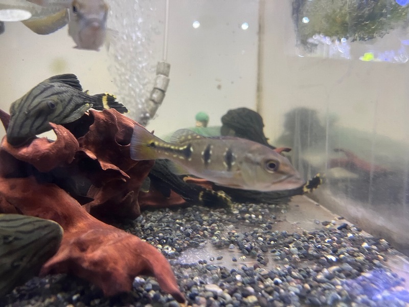 �����顦����Υ��󥷥� 30cm��