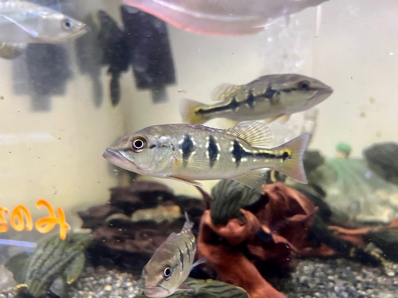 �����顦����Υ��󥷥� 30cm��