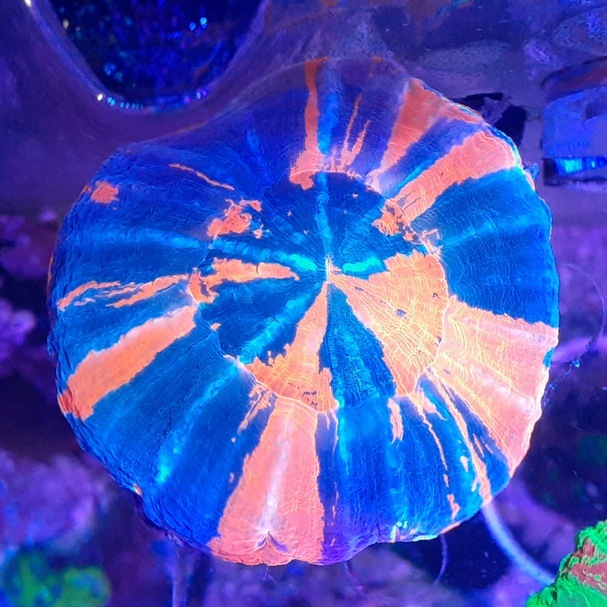 スコリミア 【オーストラリア産】スコリミア【レッドマルチ】Sグレード (Red Scolymia) - コーラルアクアティック