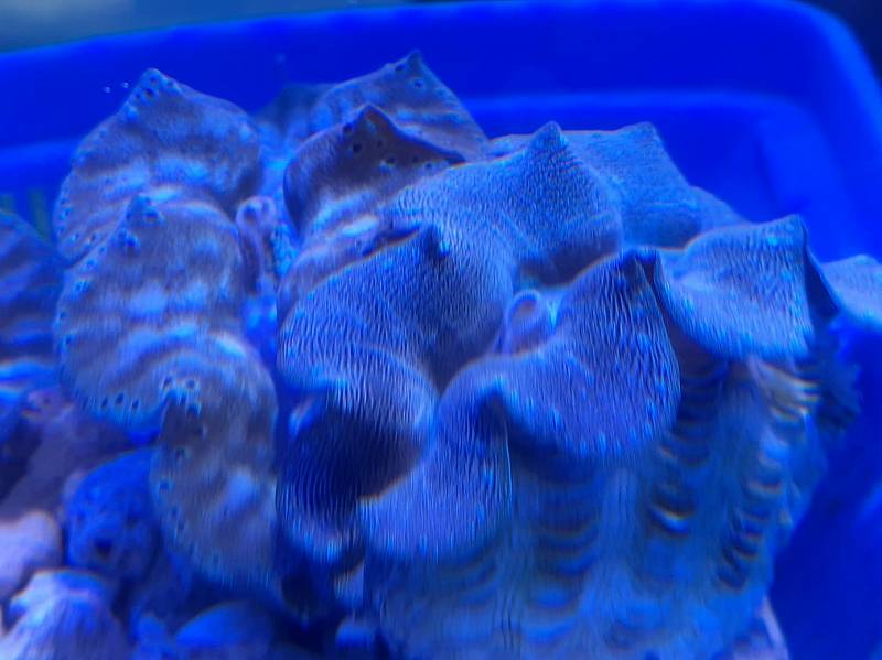 超美個体 沖縄産 ヒメシャコガイ  沖縄産ヒメシャコガイA-1 | 生麦海水魚センターネットショップ