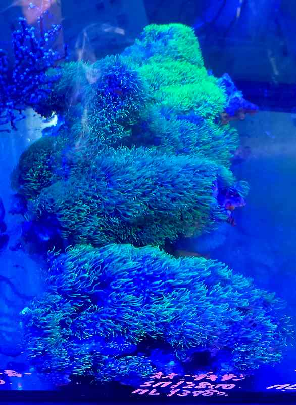 沖縄産 スターポリプ グリーン XLサイズ | 海水（生体）,ソフト 