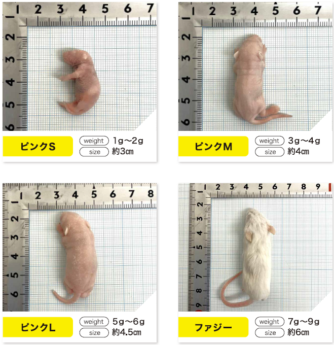 �ץ�ߥ�������ԥ󥯥ޥ���