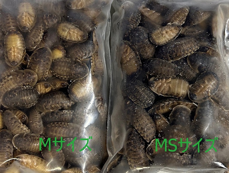 冷凍デュビア 冷凍☆ 国産 冷凍足なしデュビア Mサイズ 200g 爬虫類 大型魚 色