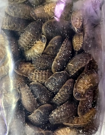 冷凍デュビア MSｻｲｽﾞ（約150匹） | 冷凍エサ（肉食生物向け