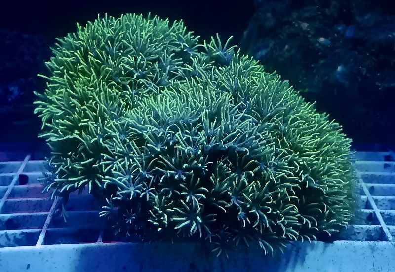 ベトナム産 スターポリプsp メタリックグリーン Mサイズ | 海水