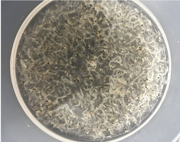 ����ץ�ߥ��� �ۥ磻�ȥ������  100g