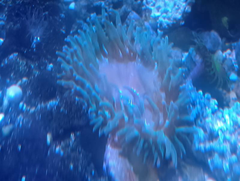 񻺡󥴥㥯ۥ磻ȡcm