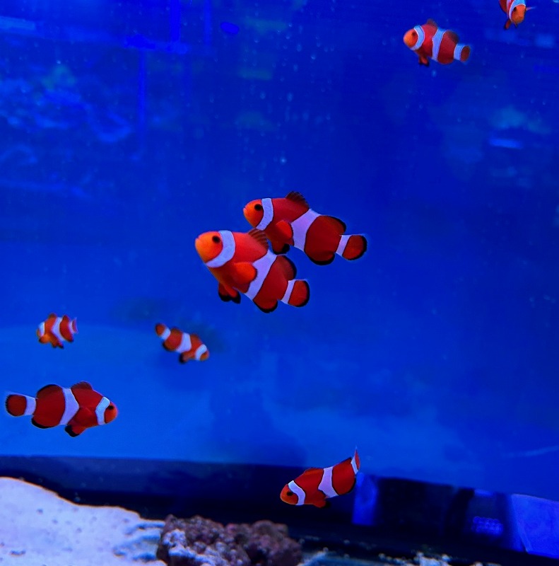 쥯ޥΥߡʥߥϥ֥꡼ɡˡ