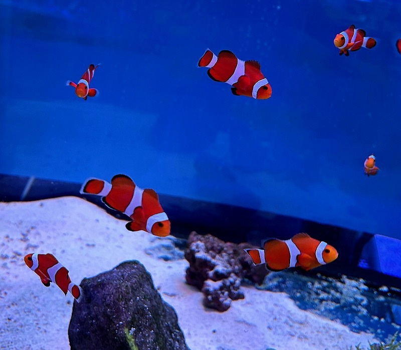 쥯ޥΥߡʥߥϥ֥꡼ɡˡ