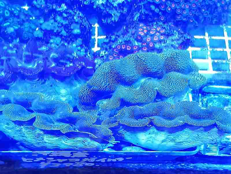沖縄産 ヒメシャコガイ カラー MLサイズ | 海水（生体）,LPS