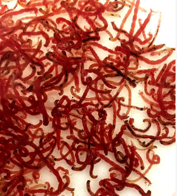 ����ץ�ߥ��� �����ॷ  100g