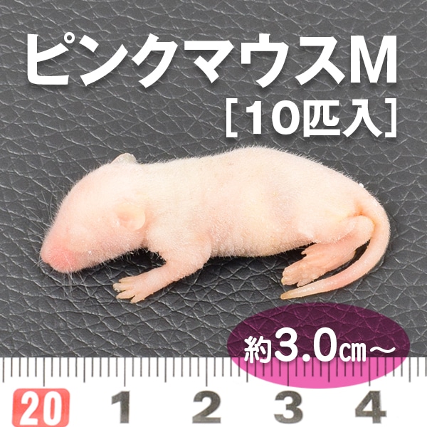 冷凍ラット Amazon | 国産冷凍ラット (ベビー L 16~20g 5匹入り) | 冷凍