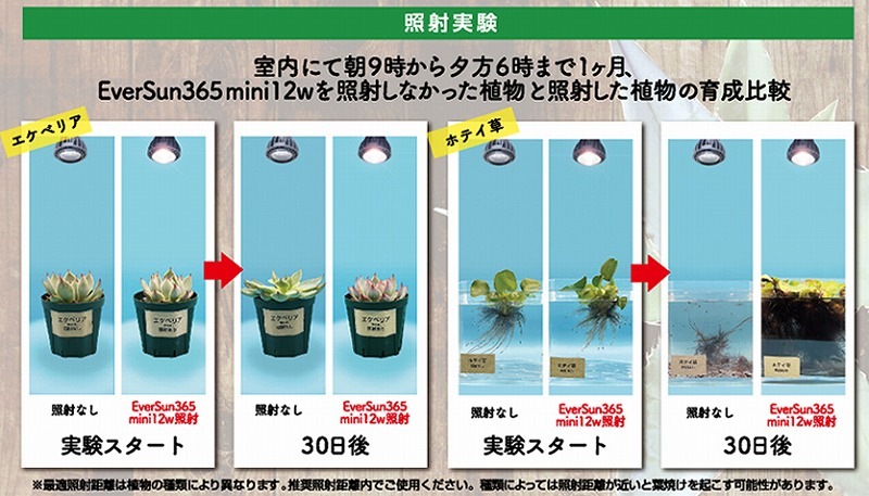 EverSunʥС365mini 12W