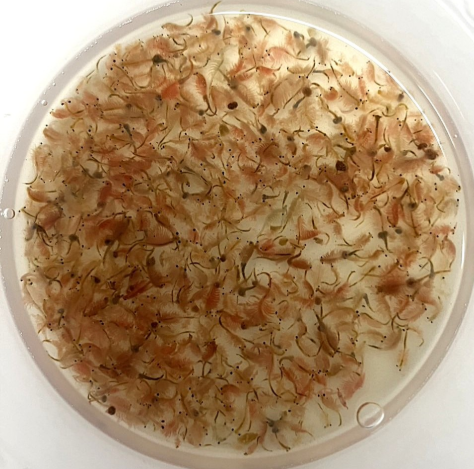 ����ץ�ߥ��� �֥饤�󥷥����  100g