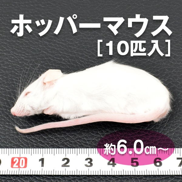 冷凍マウス 10匹入り | 冷凍エサ(肉食生物用) | エキゾチック