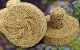 Nano-Tech Bio-Plug��25�ġ�